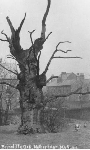 Brincliffe (Montgomery) Oak with hotel on right